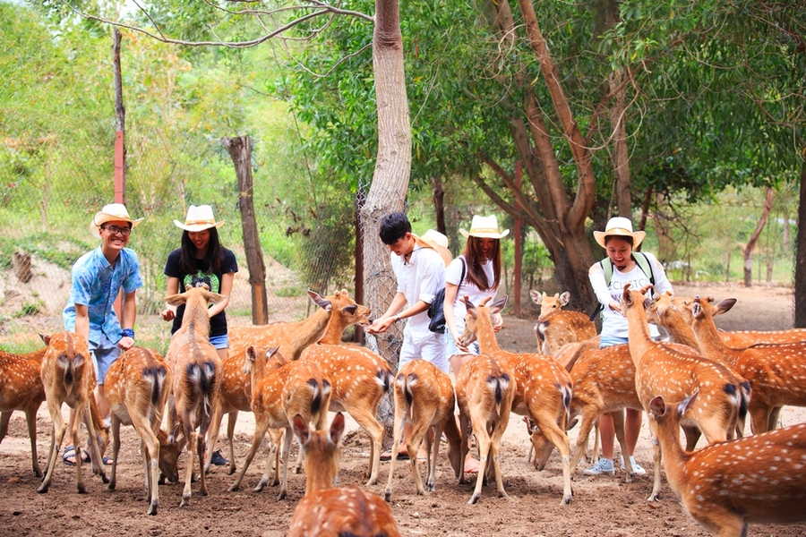 Cho những con hươu sao đáng yêu ăn tại đảo Hoa Lan